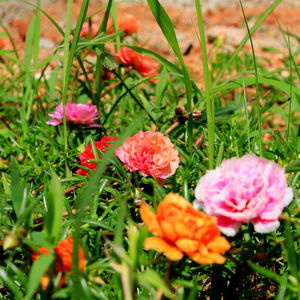 Sejur Seasons Villa vacanta Dambulla