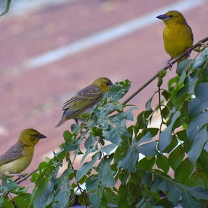 Hotel Ose Cottages cazare Kisumu