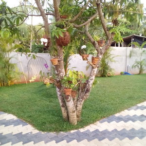 Hotel Orchid Dream cazare Bentota