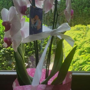 Hotel Willa Bajland cazare Kentucky