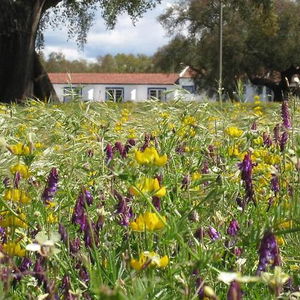 Hotel Monte Das Faias cazare Grandola