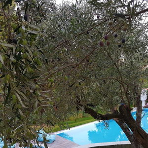 Hotel Avatel Eco Lodge cazare Kryopigi