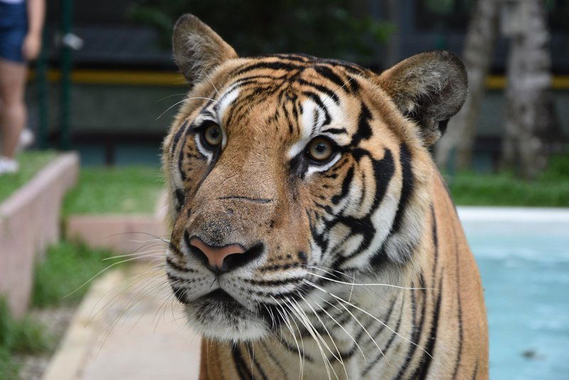 Hotel Patong Terrace Boutique Hotel