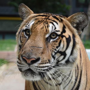 Hotel Patong Terrace Boutique Hotel cazare Kathu