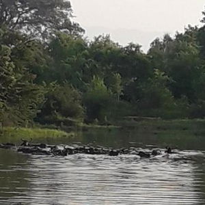 Hotel Vimanra Hotel cazare Udawalawa