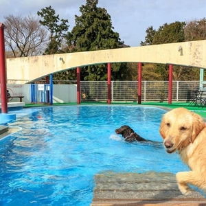Hotel Izumigo Izukogen Dog Paradise Hotel cazare Ito