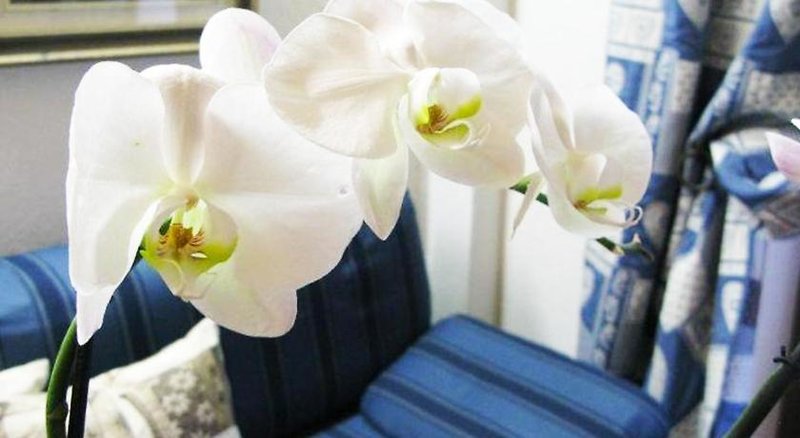 Hotel Hotel Bucaneve