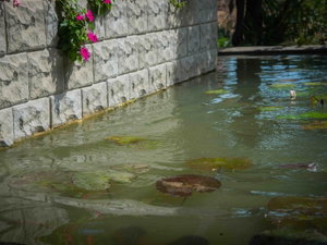 Hotel Sungreen Resort & Spa cazare Habarana
