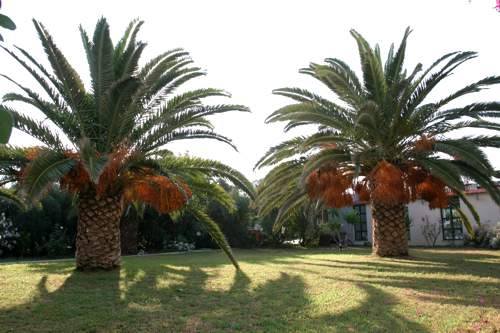 Gorgona Hotel Amoudara