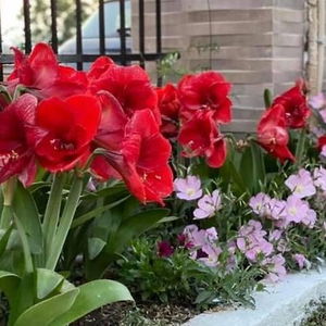 Hotel Elsa Haus cazare Potos