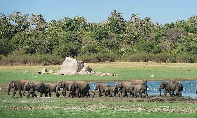 Hotel Hungry Lion Resort And Restaurant