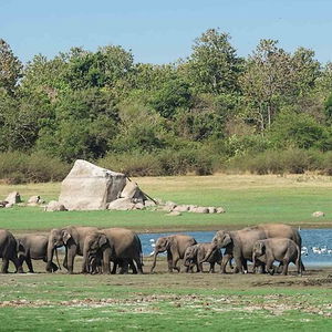 Hotel Hungry Lion Resort And Restaurant cazare Sigiriya