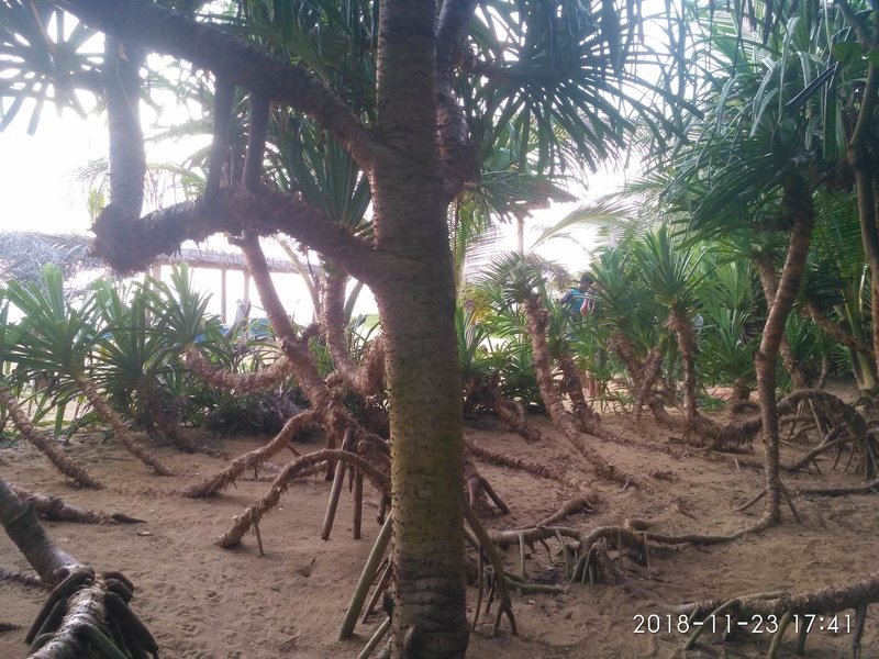 Ravana Beach Cabanas & Restaurent
