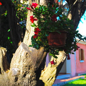 Sejur Vecchio Stazzo Apartments vacanta San Teodoro