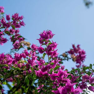 Sejur La Residence vacanta Anse a la Mouche