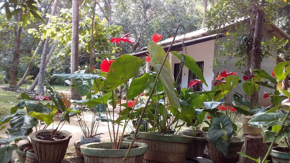 Hotel Venus Paradise Sigiriya