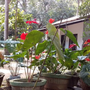 Hotel Venus Paradise Sigiriya cazare Sigiriya