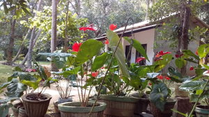 Hotel Venus Paradise Sigiriya cazare Sigiriya