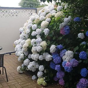 Hotel Palm Court Motel cazare Otorohanga