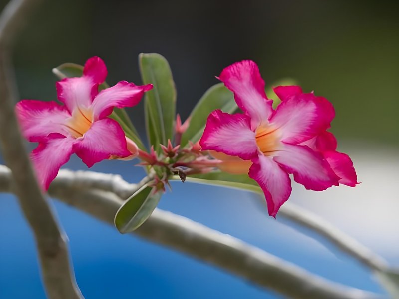 Hotel Terrace Bali Inn