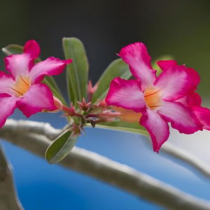 Hotel Terrace Bali Inn cazare Tanjung Benoa