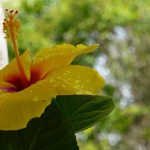 Hotel The Salvia cazare Soller