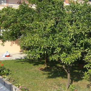 Hotel Guesthouse Lautasevic cazare Petrovac na Moru