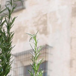 Sejur Apartasuites Las Coles vacanta Xativa