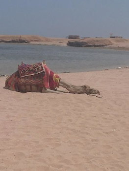 Sharm El Naga Resort And Diving Center