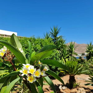 Hotel Tilos Villa - Sea View & Garden cazare Livadia