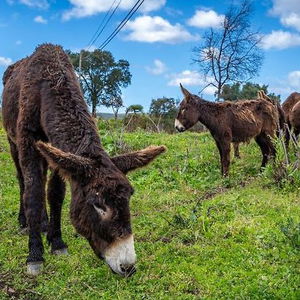 Hotel Burro Ville cazare Mexilhoeira Grande