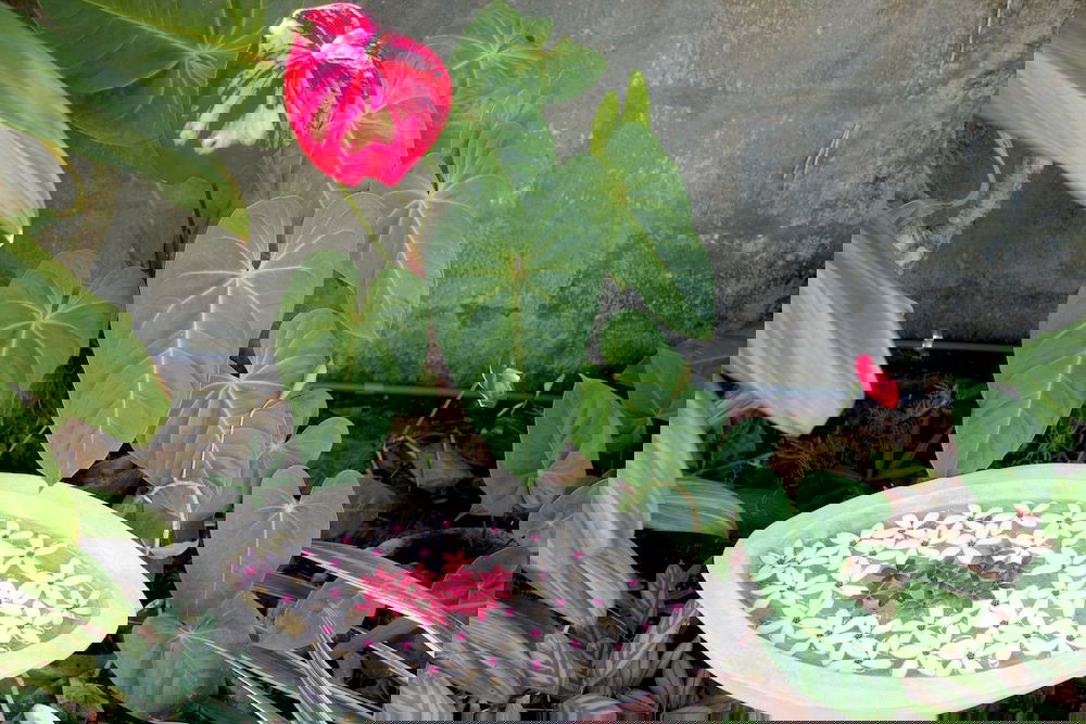 Hotel Manel Guesthouse