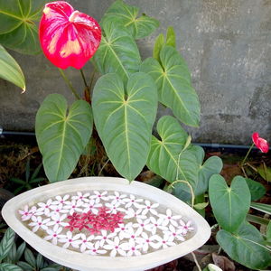 Hotel Manel Guesthouse cazare Galle