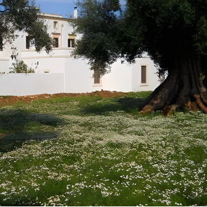 Hotel Masseria De Michele cazare Ostuni
