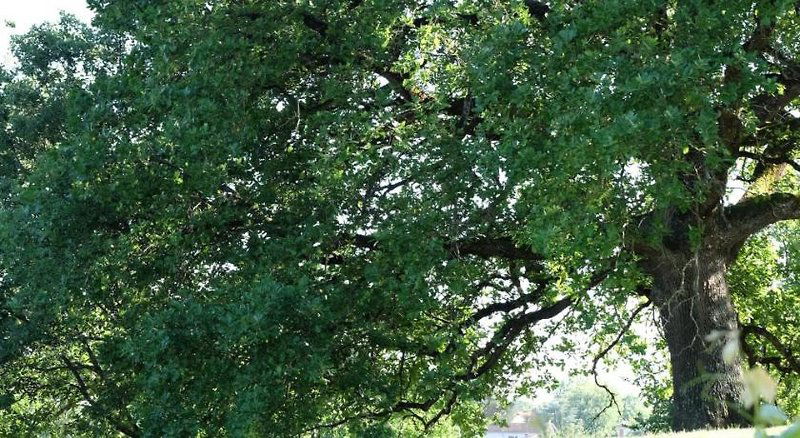 Hotel Manoir Saint Clair