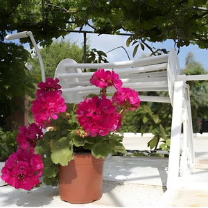 Hotel Chrysanthy Apartments cazare Sidari