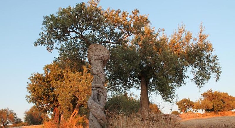 Tenuta Zannafondo