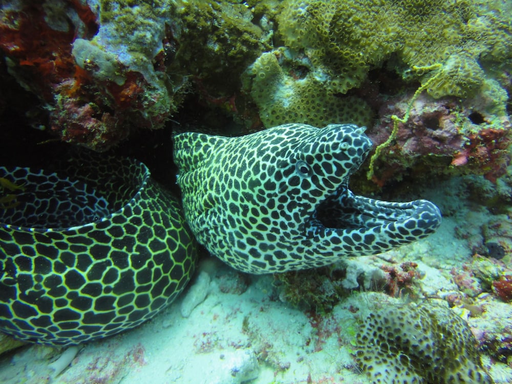 Hotel Red Sea Dive Center Hotel & Dive Center