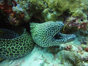 Hotel Red Sea Dive Center Hotel & Dive Center cazare Aqaba