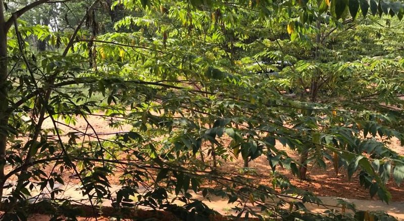 Hotel Sunshine Resort & Spa Sigiriya
