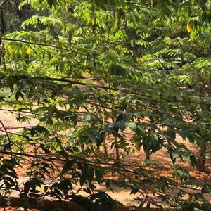 Hotel Sunshine Resort & Spa Sigiriya cazare Sigiriya