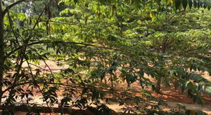 Hotel Sunshine Resort & Spa Sigiriya cazare Sigiriya
