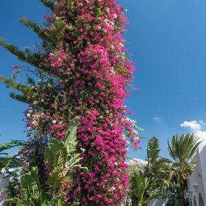 Sejur Le Hammamet Hotel & Spa vacanta Hammamet