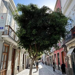 Sejur Boutique Hotel Cordial Galdós Jardín vacanta Las Palmas de Gran Canaria