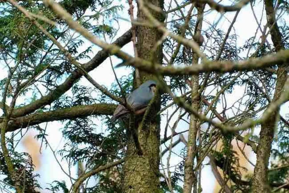 Hotel Beautiful 1-Bed Studio Lickey Hills, Birmingham