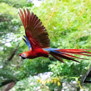 Hotel Jungle Lodge At Wild Sun Rescue cazare Santa Teresa