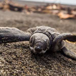 Hotel Ostional Turtle Lodge cazare Nosara