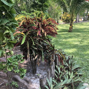 Hotel Belize Budget Suites cazare San Pedro