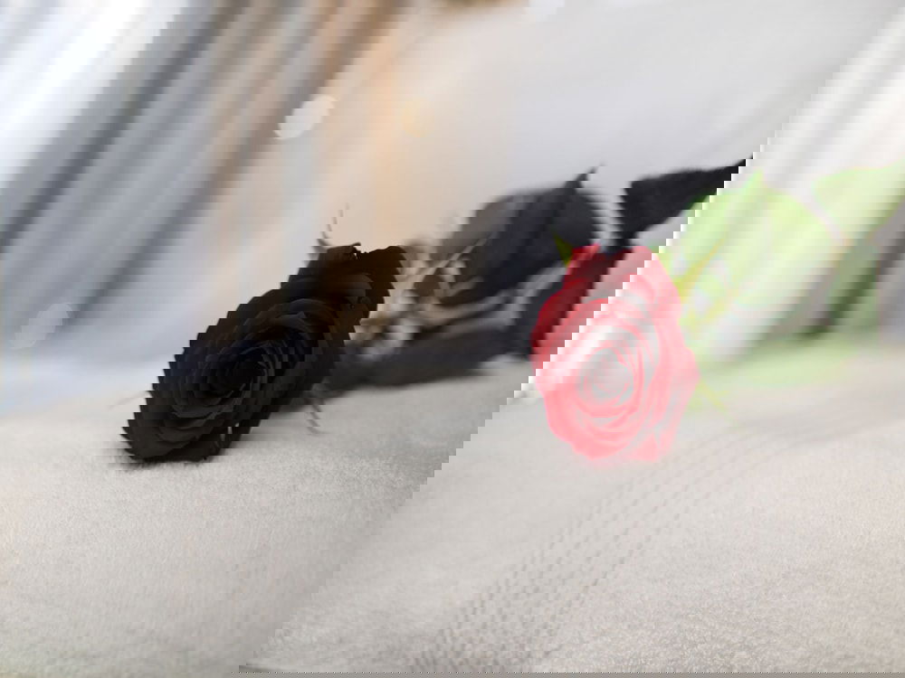 Hotel Petit Palace Suites Hotel