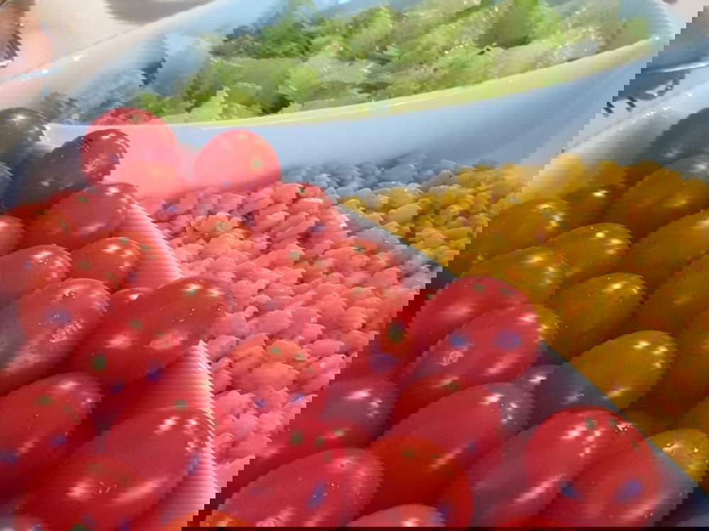 Hotel Hotel Bianca Vela